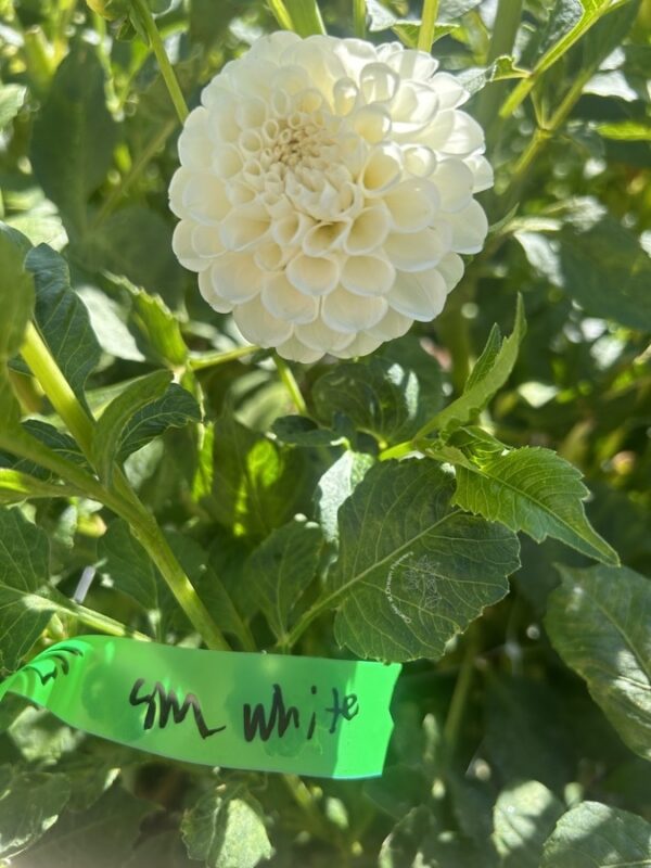 l'ancresse dahlia tuber