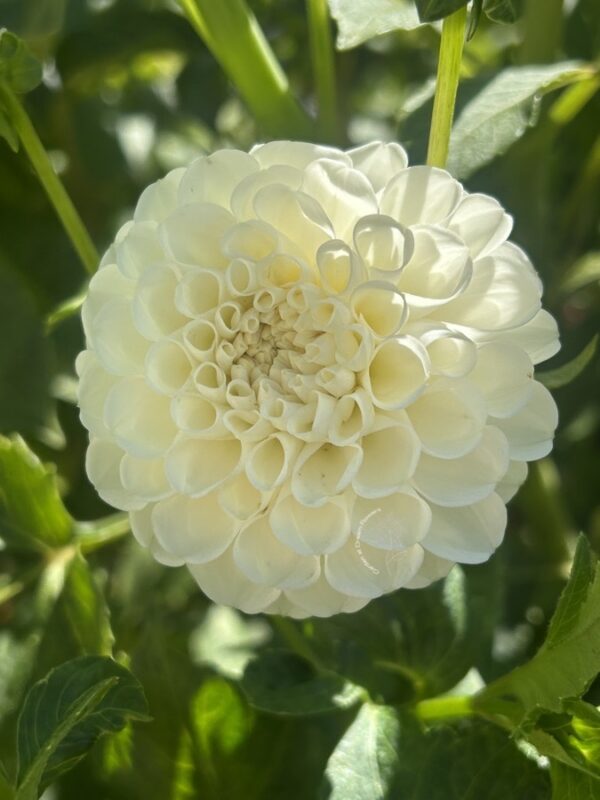 l'ancresse dahlia tuber