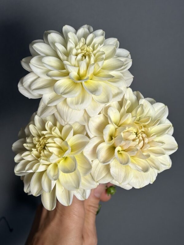 Dahlia Caramel Antique tuber sale