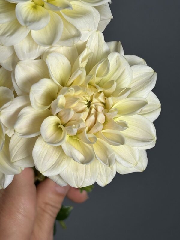 Dahlia Caramel Antique tuber sale