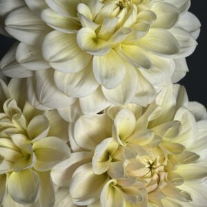 Dahlia Caramel Antique tuber sale