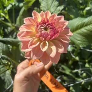 Dahlia Bloomquist Alan tuber