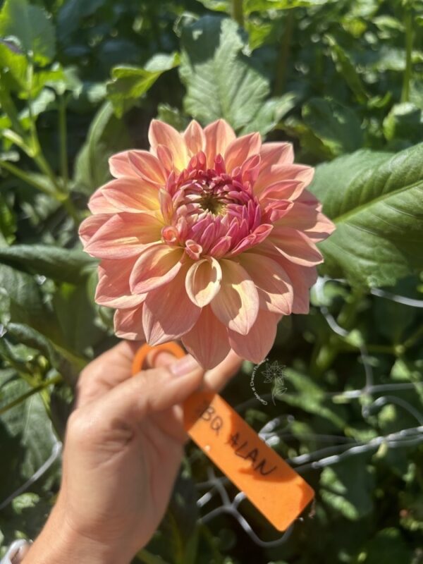 Dahlia Bloomquist Alan tuber