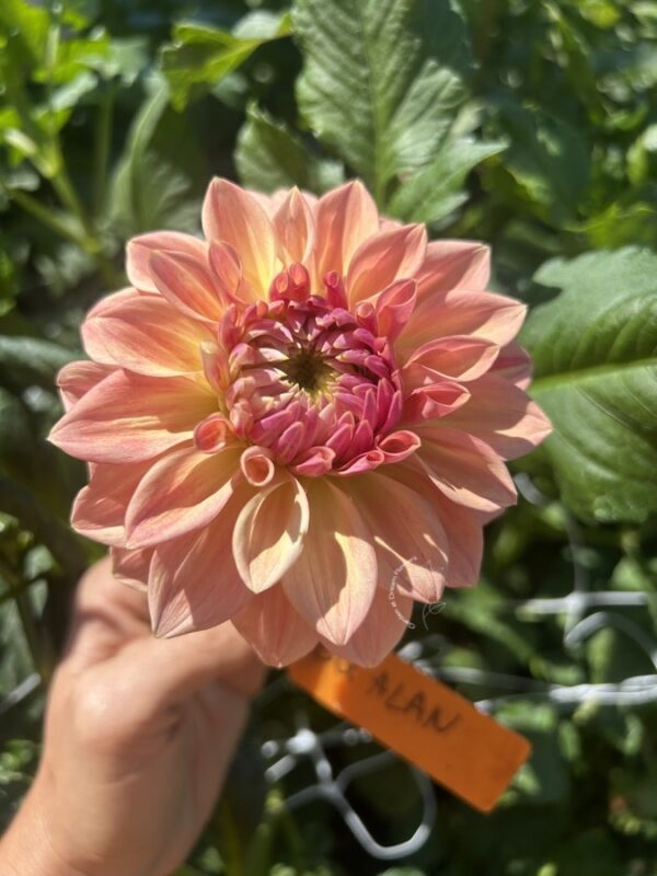 Dahlia Bloomquist Alan tuber