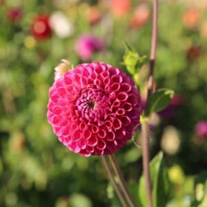 Dahlia Caitlin’s Joy tuber sale