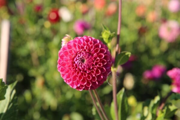 Dahlia Caitlin’s Joy tuber sale