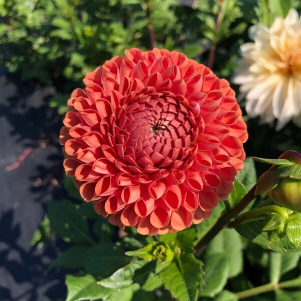 Cornel Bronze dahlia