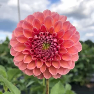 Linda's baby dahlia tuber