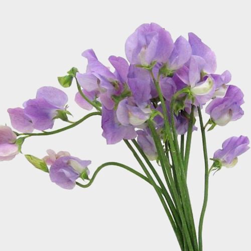 Sweet Peas