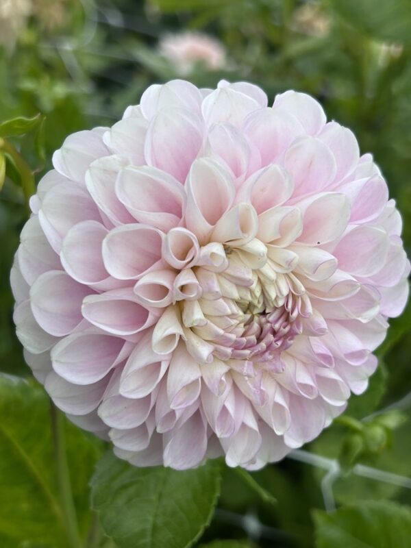 Dahlia Snoho Sonya