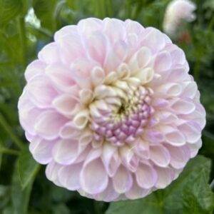 Dahlia Snoho Sonya