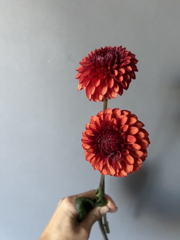 Dahlia Brown Sugar