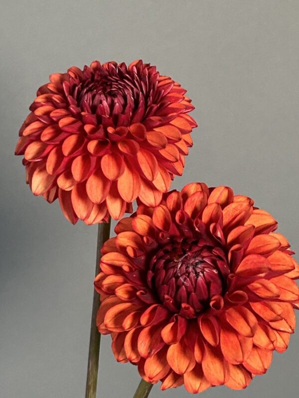 Dahlia Brown Sugar