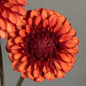 Dahlia Brown Sugar