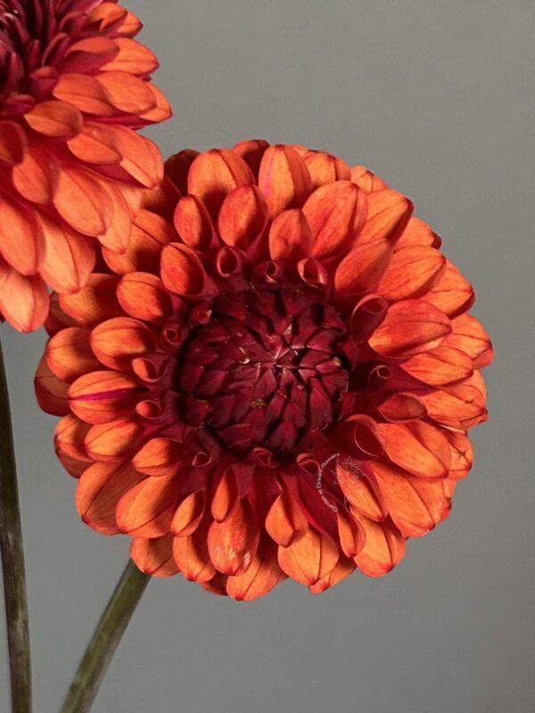 Dahlia Brown Sugar