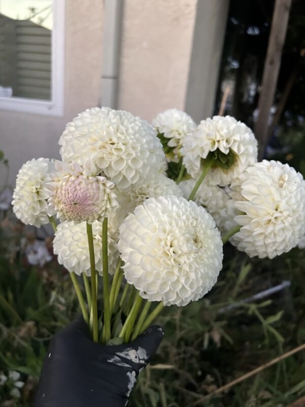 Dahlia Holly Hill Miss White tuber - white small blooms with a pink center dahlia.