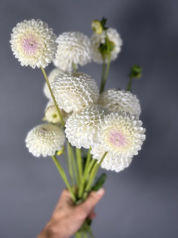 Dahlia Holly Hill Miss White tuber - white small blooms with a pink center dahlia.