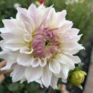 Blomquist Compare dahlia tuber