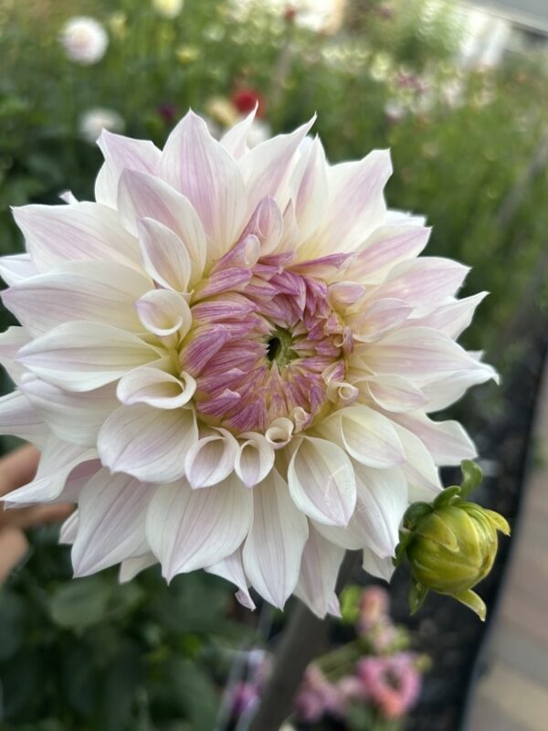 Blomquist Compare dahlia tuber