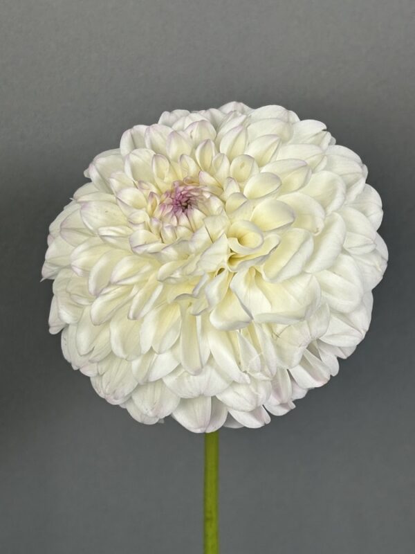 Dahlia Holly Hill Miss White tuber - white small blooms with a pink center dahlia.