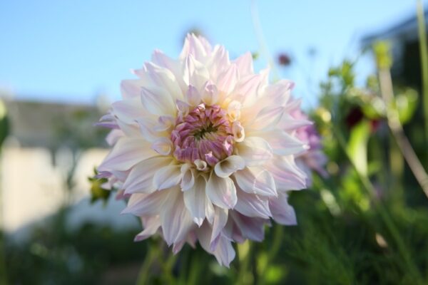 Blomquist Compare dahlia tuber