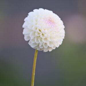 Dahlia Holly Hill Miss White tuber - white small blooms with a pink center dahlia.