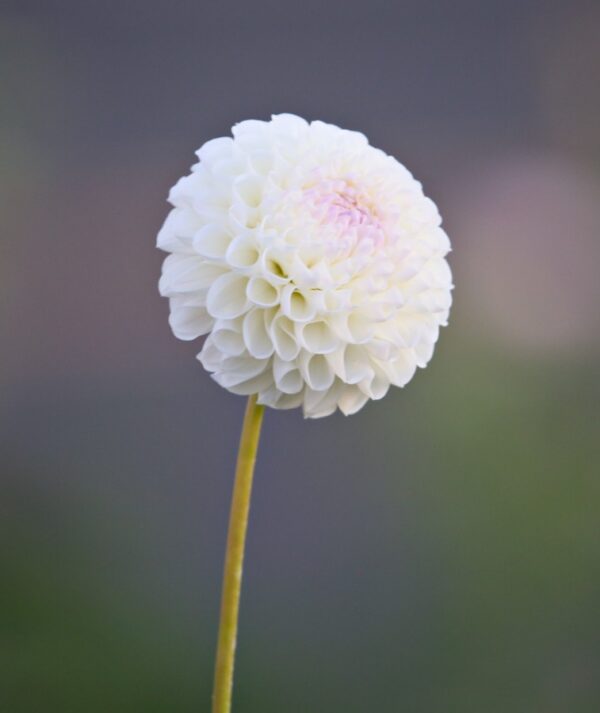 Dahlia Holly Hill Miss White tuber - white small blooms with a pink center dahlia.