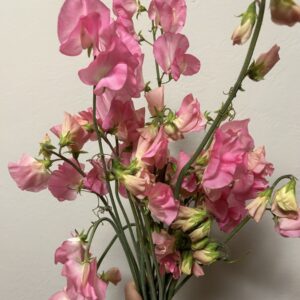 Salmon Cream Sweet peas seeds