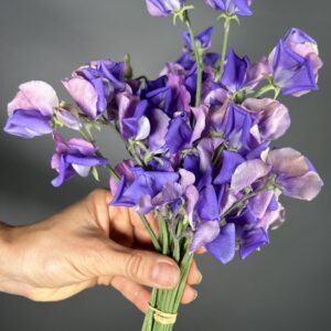 Erewhon Sweet Pea seeds