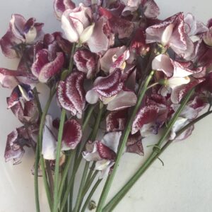 Sweet Pea Lisa Marie - Chocolate Flakes sweet pea seeds