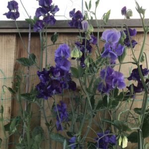 Lord Nelson Sweet peas seeds