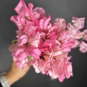 Pink Nines Sweet Pea seeds