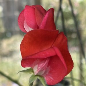 Sweet Pea 'Royal Scarlet' - Bold Crimson Beauty