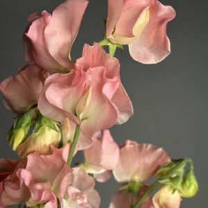 Sweet Pea Spring Sunshine Peach