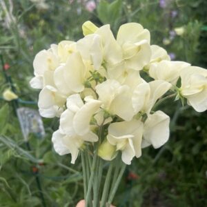 sweet pea jilly seeds