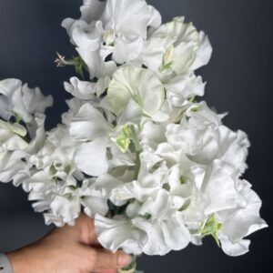 White Frills Sweet peas seeds
