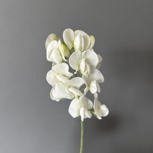 Sweet Pea White Pearl - Old-Fashioned Perennial